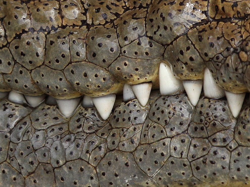 Picture of a crocodile’s teeth
