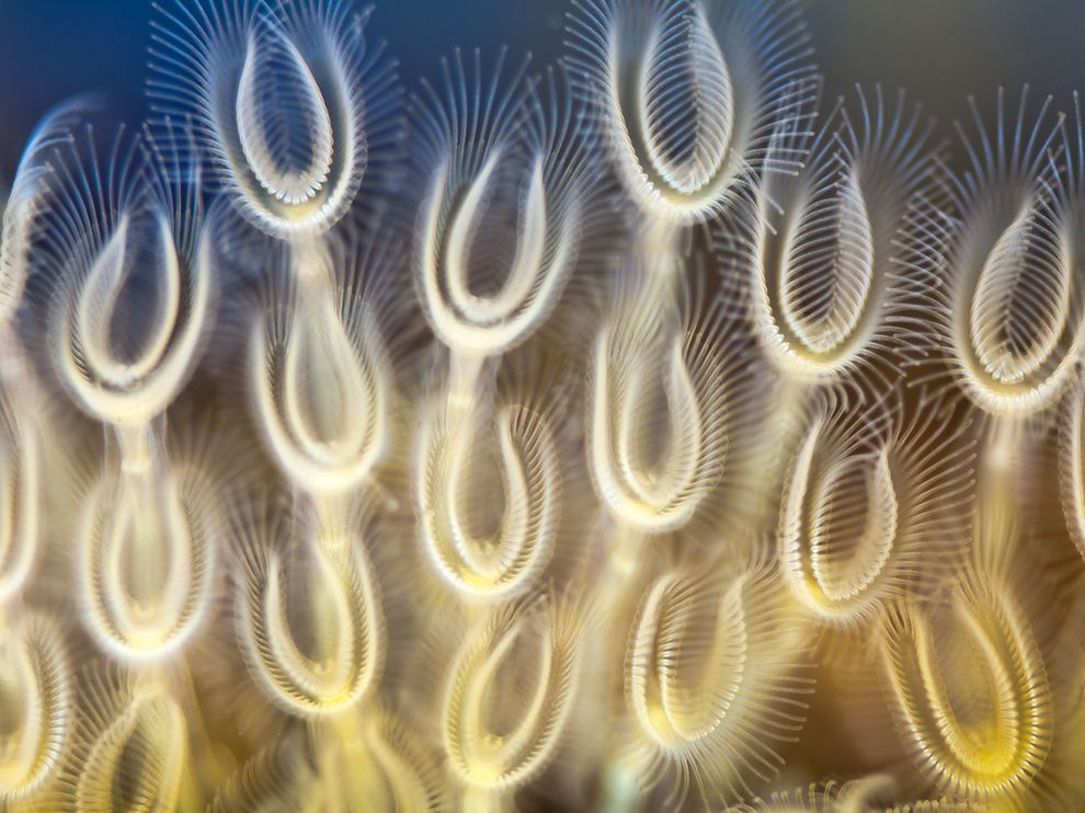Picture of freshwater mollusk tentacles