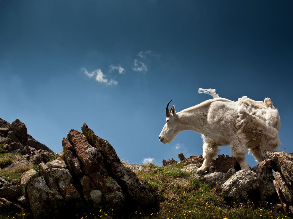 Photo: A mountain goat on a peak in Colorado
