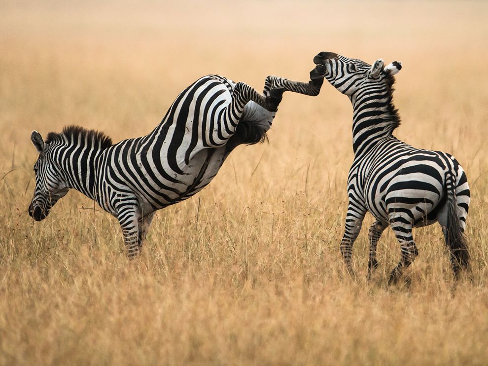 Picture of zebras sparring, Masai Mara, Kenya 