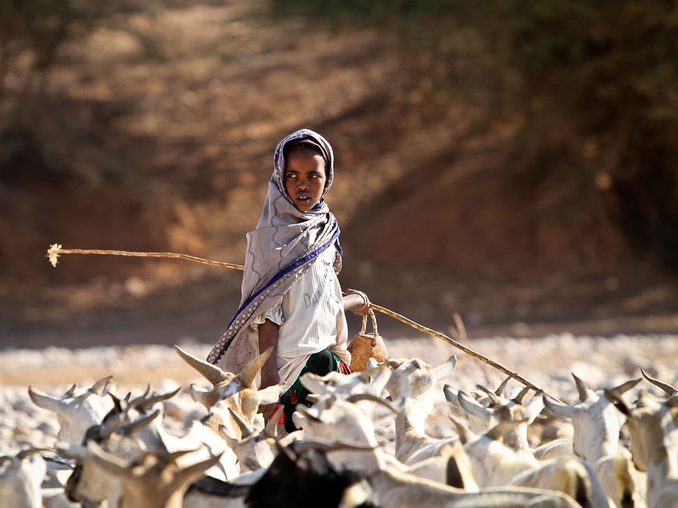 Photo: A young goatherd with her flock in Somaliland, Somalia
