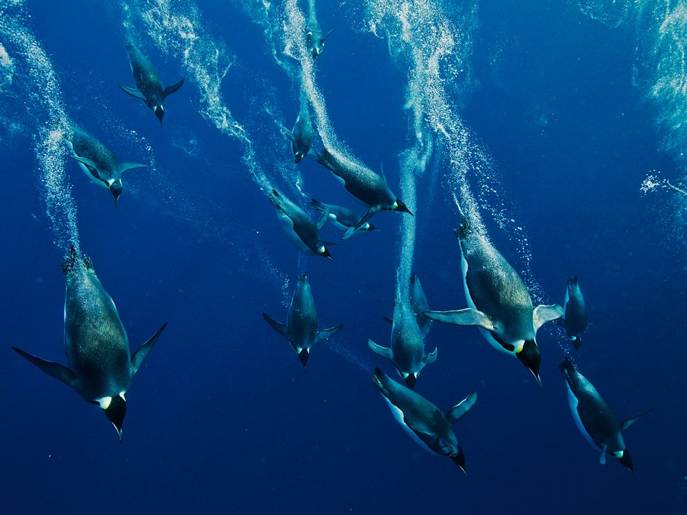 Picture of emperor penguins swimming in the waters of Antarctica