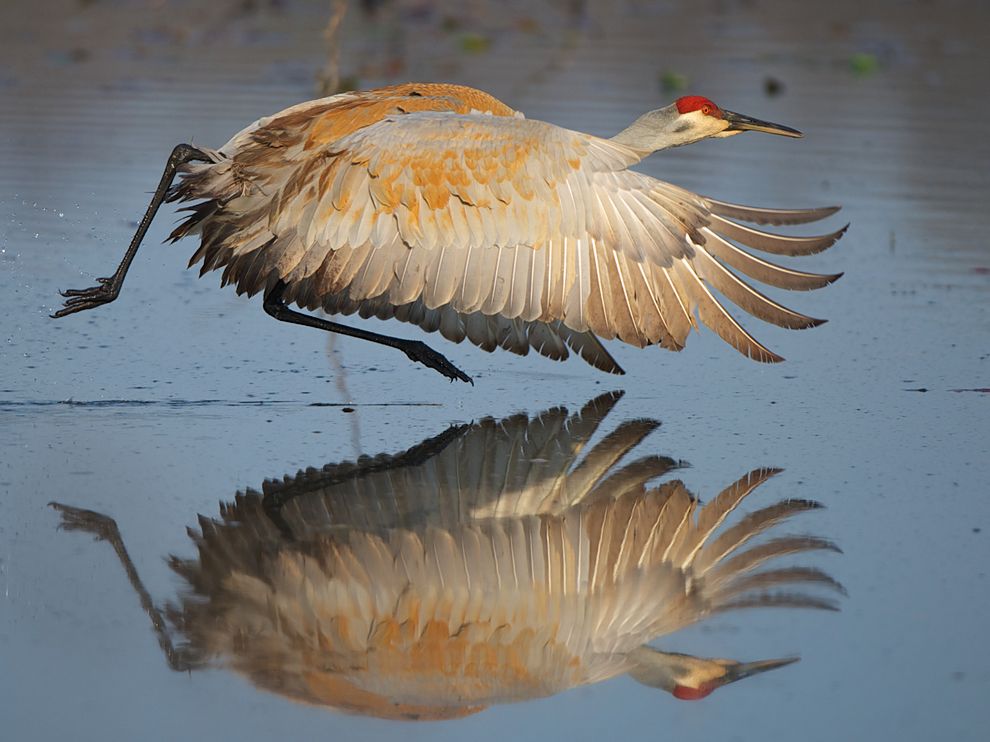 Photo: A sandhill crane in flight over a lake in Michigan