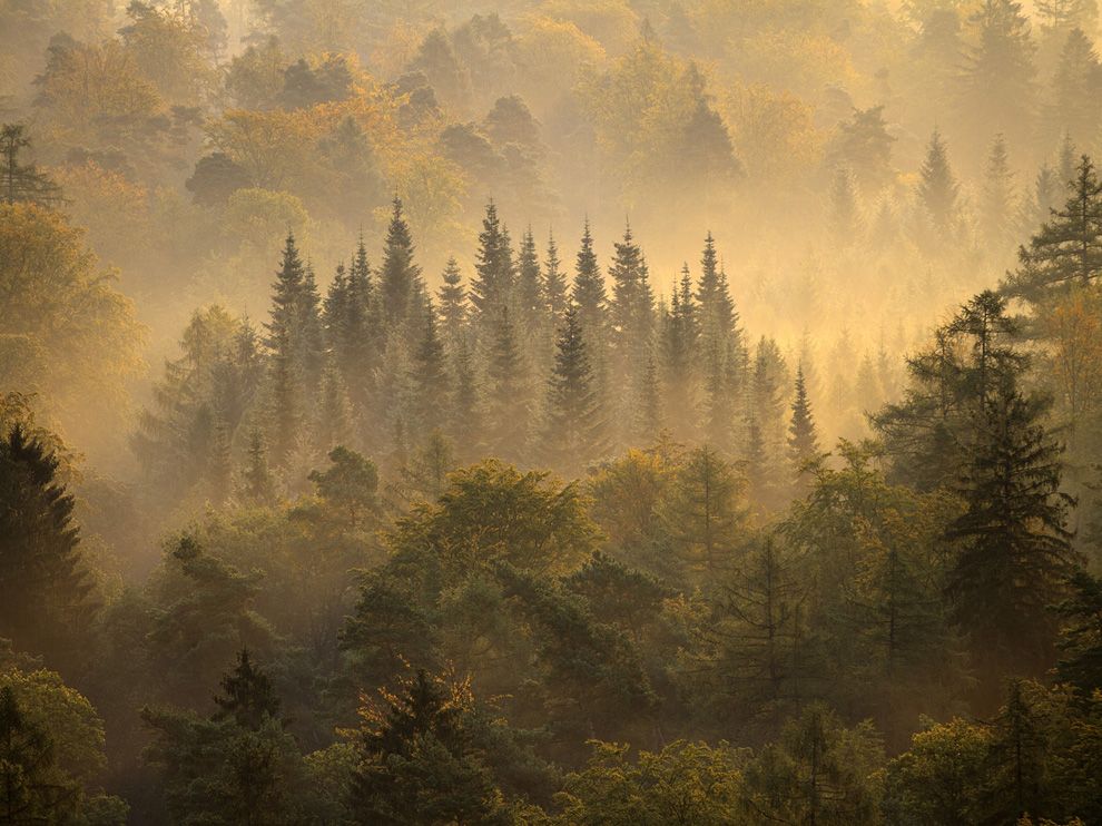 Photo: A forest in Germany