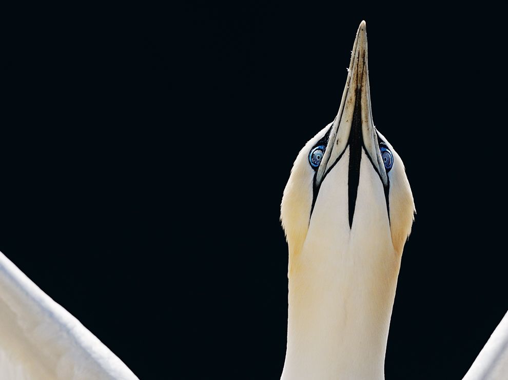 Picture of a gannet