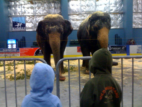 ringling-bros-elephants