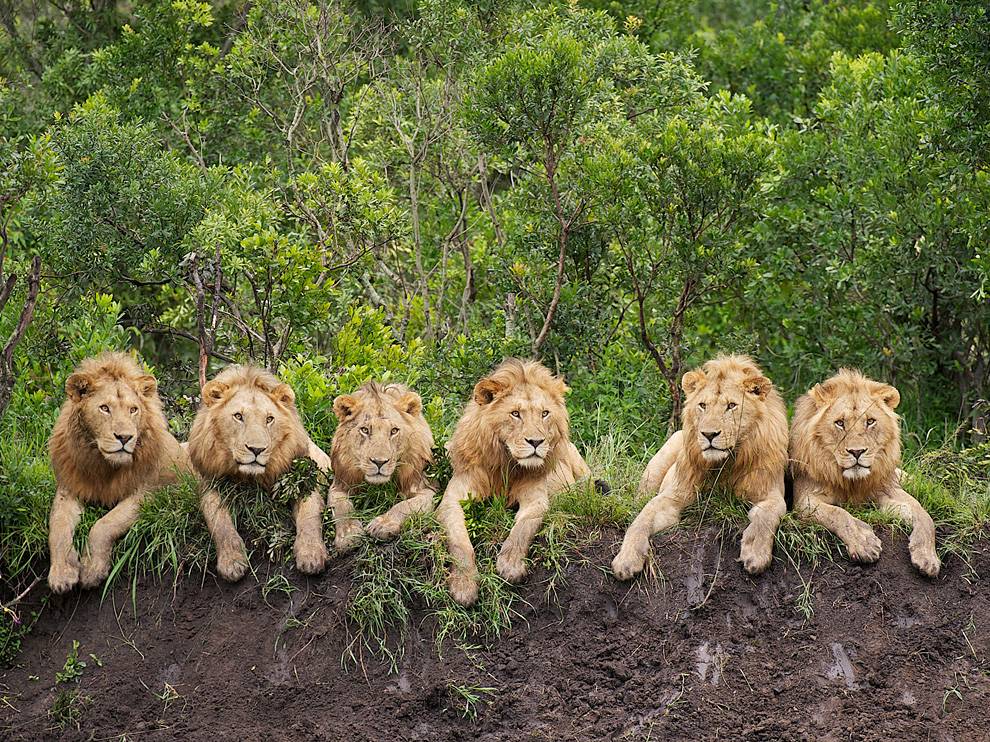 Photo: A group of six male lions in the Serengeti