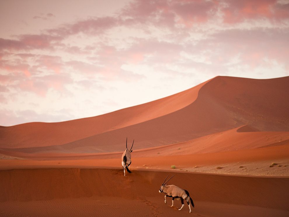 Picture of oryx in the dunes of Namib-Naukluft National Park in Namibia
