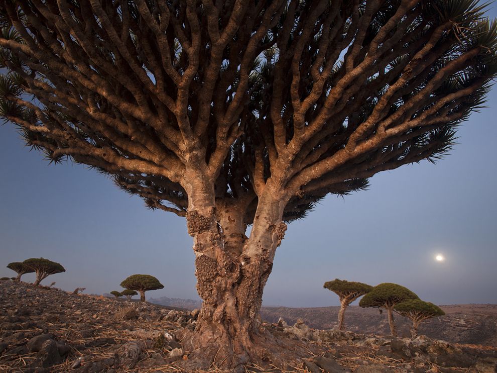 Picture of dragon’s blood trees on the island of Socotra