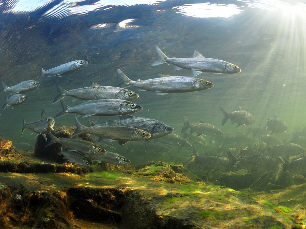 Picture of a school of ciscoes in the subarctic waters of Canada