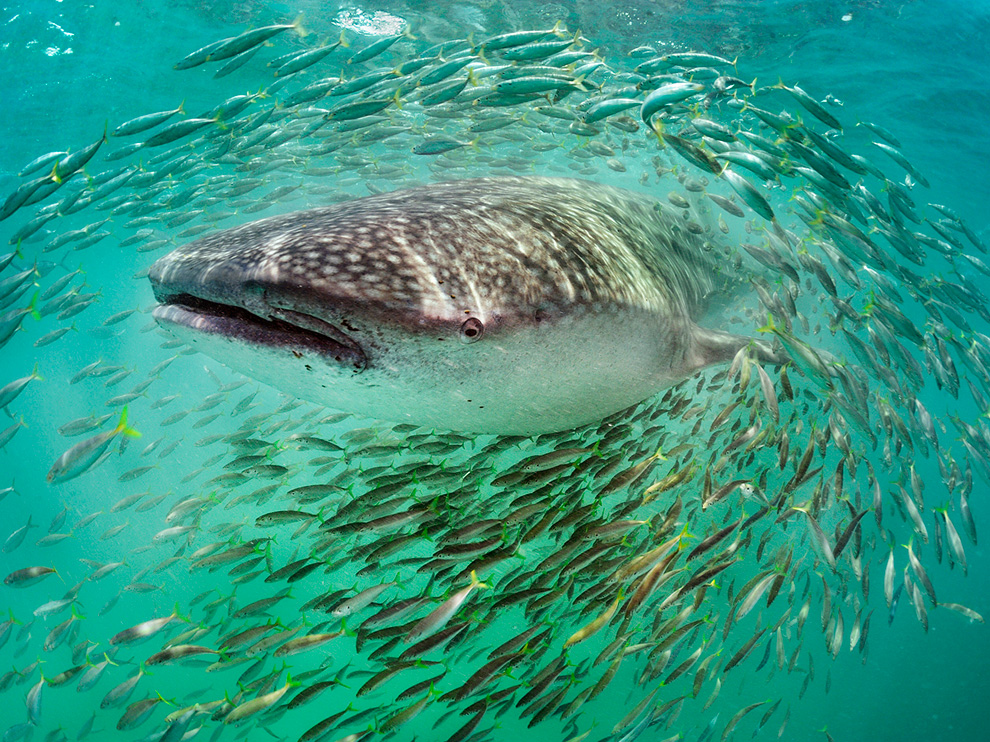 Picture of a whale shark swimming among a school of fish in Belize