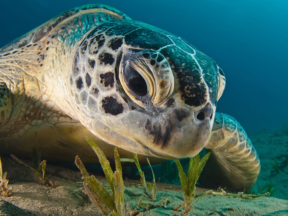 Picture of a green sea turtle swimming in the Red Sea