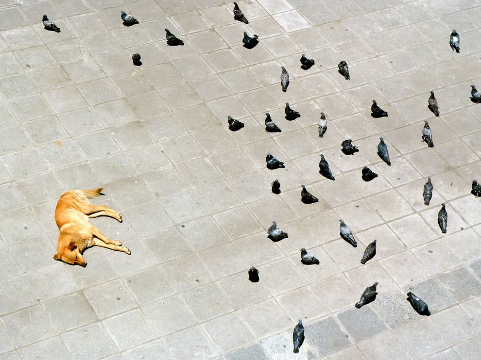 Picture of a dog lying in a city square in Bolivia