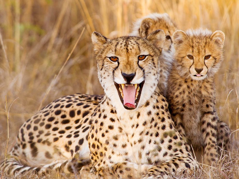 Picture of a mother cheetah and cubs