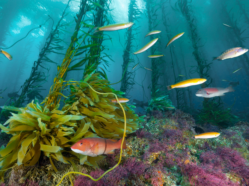Picture of fish swimming around a seamount off the coast of California
