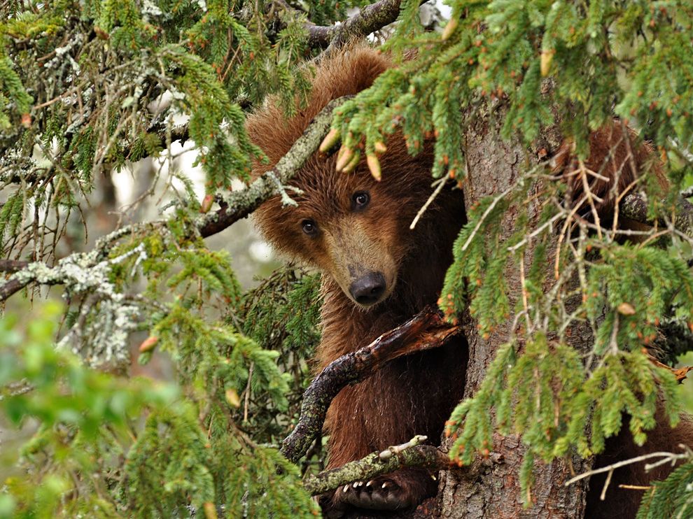 Picture of a bear cub in a tree in Alaska