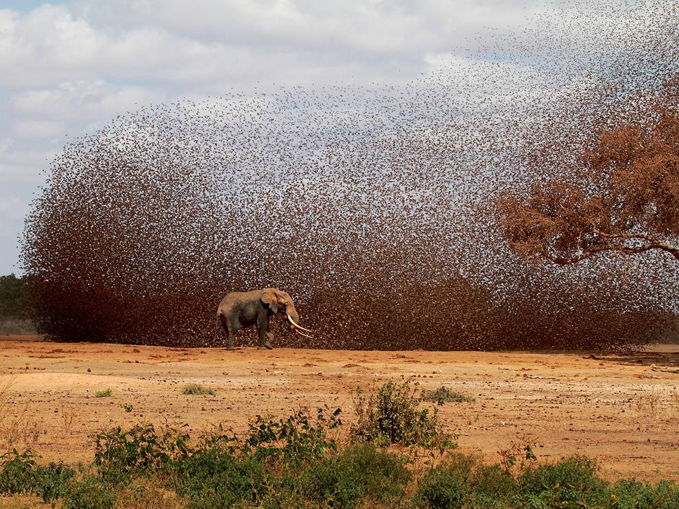 Picture of an African elephant and a flock of red-billed queleas 