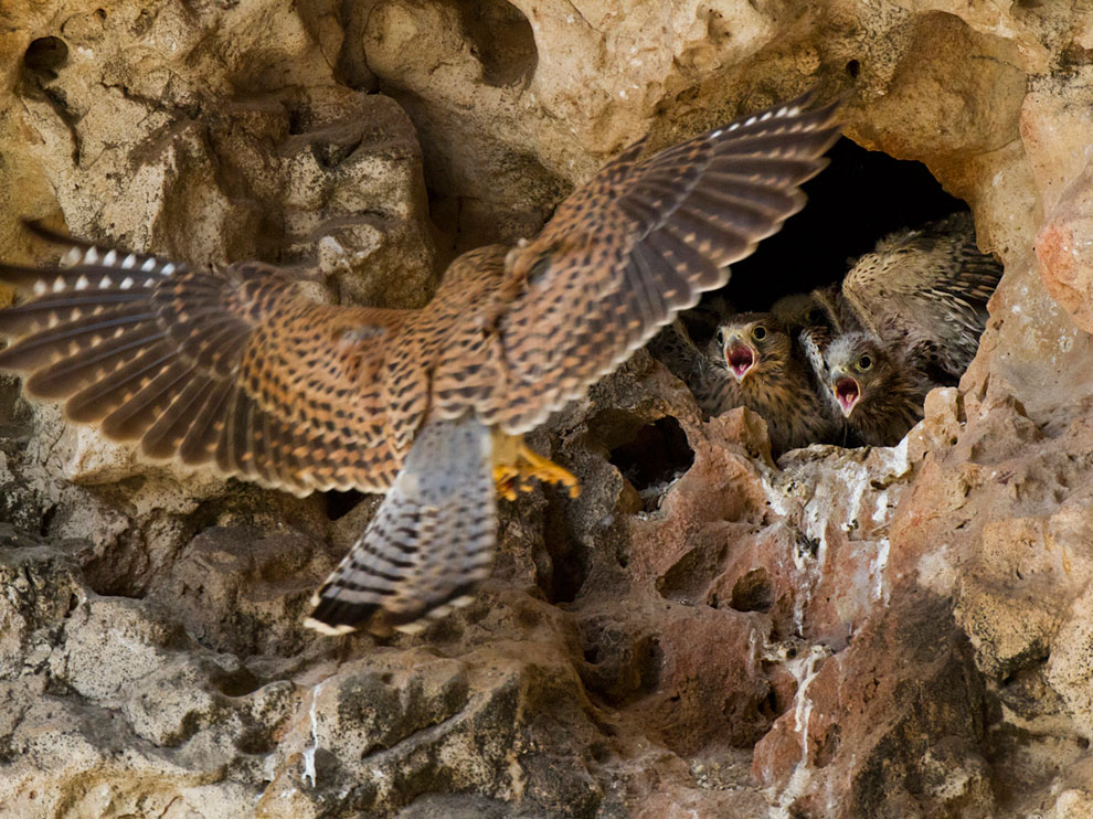 Picture of a female kestrel bringing food to her nestlings on the island of Socotra