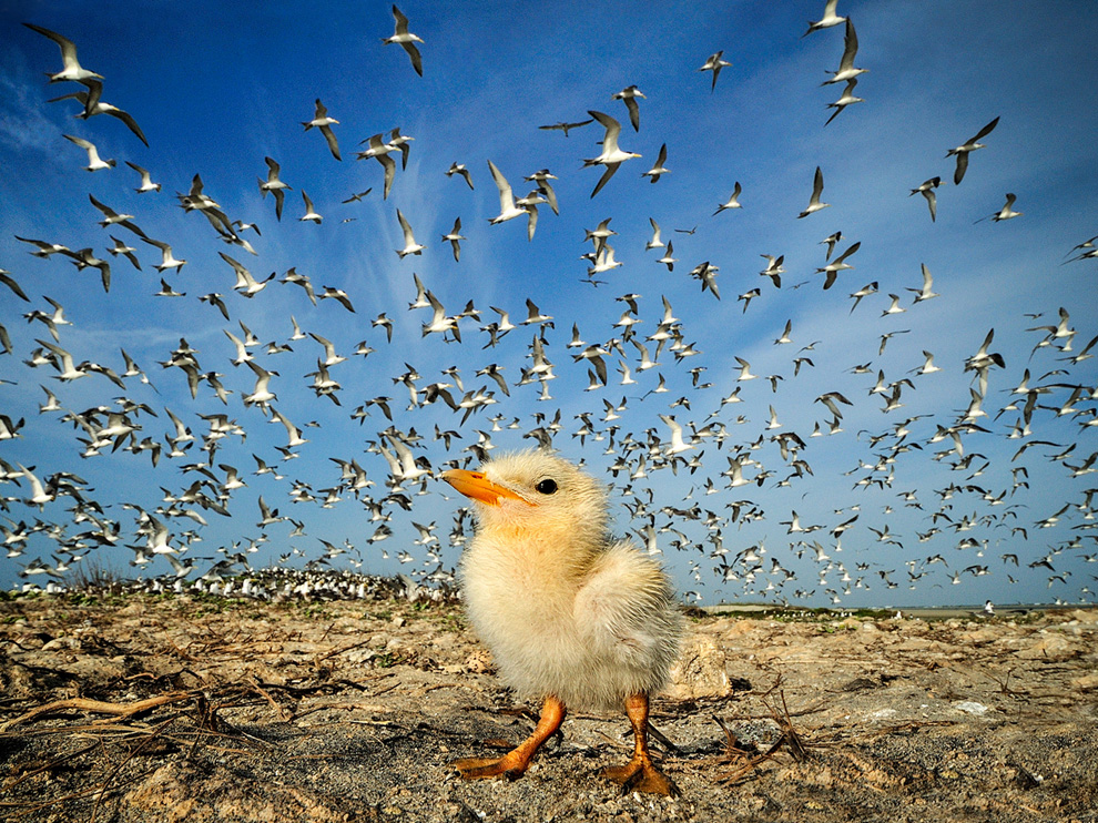 Picture of a tern chick at a breeding site in Sri Lanka