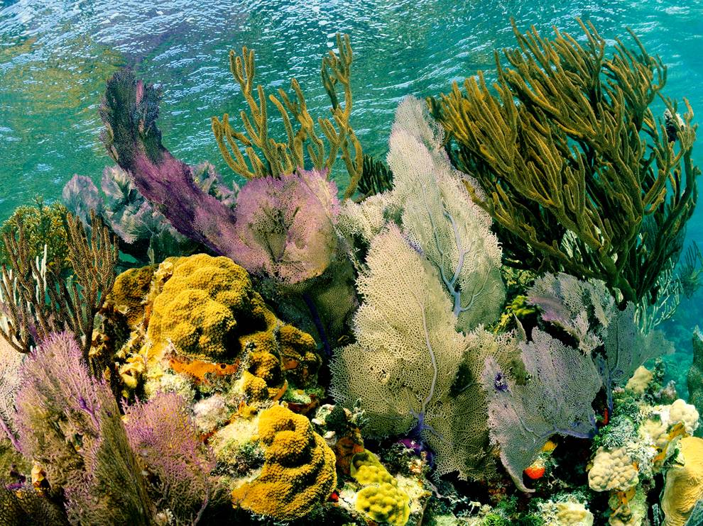 Picture of marine life in Lighthouse Reef atoll, Belize