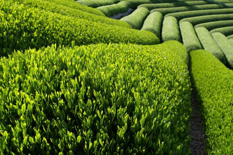 green-tea-benefits-4315